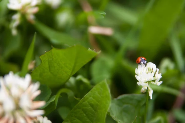Květinové Léto Pozadí Měkké Zaostření Kvetoucí Jetel Rozmazané Pozadí Beruška — Stock fotografie