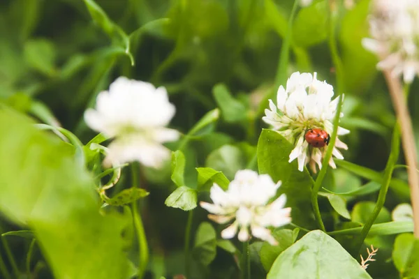 Květinové Léto Pozadí Měkké Zaostření Kvetoucí Jetel Rozmazané Pozadí Beruška — Stock fotografie