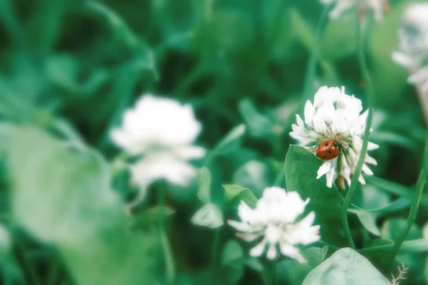 夏の花背景 ソフト フォーカス 咲くクローバー 背景をぼかし てんとう虫 — ストック写真
