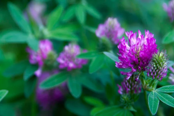 Blommig Sommar Bakgrund Mjukt Fokus Blommande Klöver Suddig Bakgrund — Stockfoto