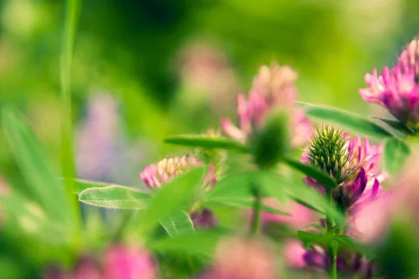 Fundo Verão Floral Foco Suave Trevo Florido Fundo Desfocado — Fotografia de Stock