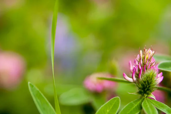 Blommig Sommar Bakgrund Mjukt Fokus Blommande Klöver Suddig Bakgrund — Stockfoto