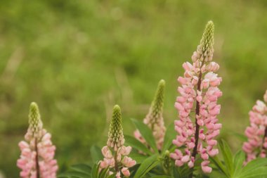 Çiçek yaz arka plan, yumuşak odak. Çiçek açan Lupin. Arka plan bulanık.