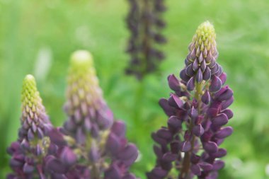 Çiçek yaz arka plan, yumuşak odak. Çiçek açan Lupin. Arka plan bulanık.