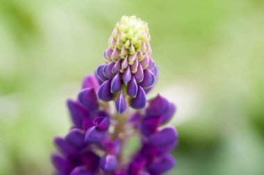 Çiçek yaz arka plan, yumuşak odak. Çiçek açan Lupin. Arka plan bulanık.