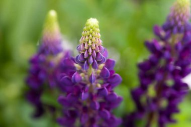 Çiçek yaz arka plan, yumuşak odak. Çiçek açan Lupin. Arka plan bulanık.