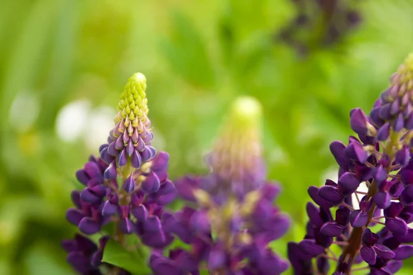 Fondo Floral Verano Enfoque Suave Floreciente Lupin Fondo Borroso — Foto de Stock