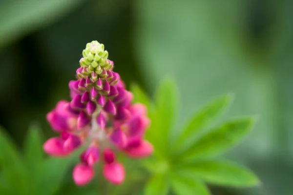 Květinové Léto Pozadí Měkké Zaostření Kvetoucí Lupiny Rozmazané Pozadí — Stock fotografie