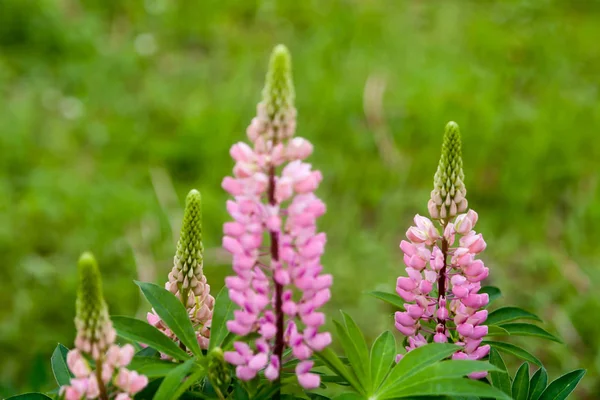 Fondo Floral Verano Enfoque Suave Floreciente Lupin Fondo Borroso — Foto de Stock