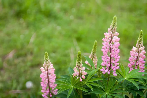 Fondo Floral Verano Enfoque Suave Floreciente Lupin Fondo Borroso — Foto de Stock