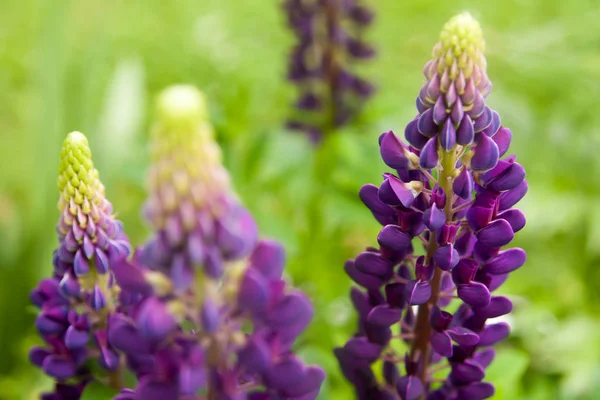 Květinové Léto Pozadí Měkké Zaostření Kvetoucí Lupiny Rozmazané Pozadí — Stock fotografie