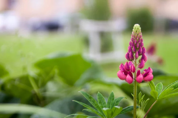 Fondo Floral Verano Enfoque Suave Floreciente Lupin Fondo Borroso —  Fotos de Stock