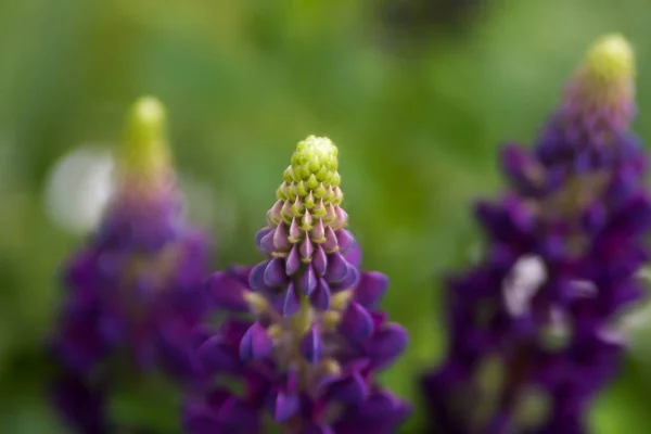 Fondo Floral Verano Enfoque Suave Floreciente Lupin Fondo Borroso —  Fotos de Stock