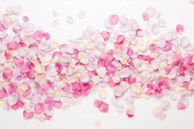 Beyaz arka planda pembe gül yaprakları. Düz yatış, üst görünüm