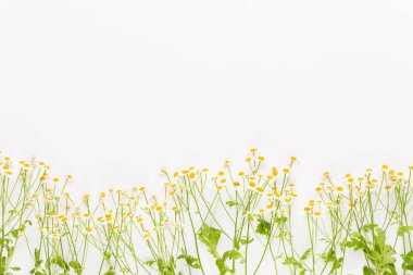 Papatya aromaterapi Tema, el yapımı kozmetik. metin için yer