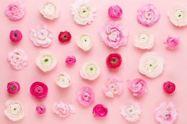 Güzel renkli tipik çiçekler pembe bir arka plan üzerinde. Spri