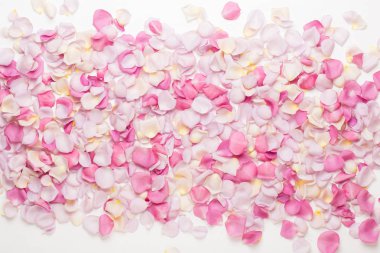 Beyaz arka planda pembe gül yaprakları. Düz yatış, üst görünüm