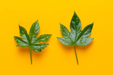  Yeşil bitki Sarı zemin üzerine. Retro vintage tarzı.