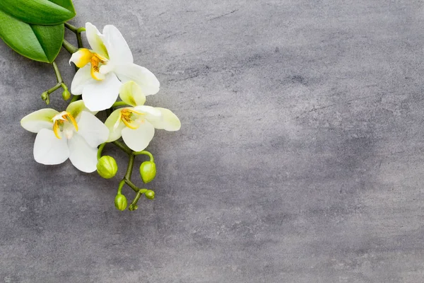 Beauty orchid on a gray background. Spa scene. — Stock Photo, Image