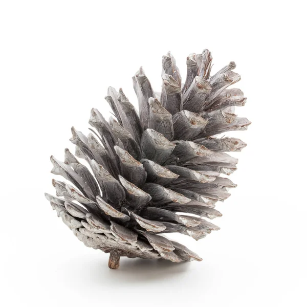 Noel çam kozalağı beyaz arka plan üzerinde. 