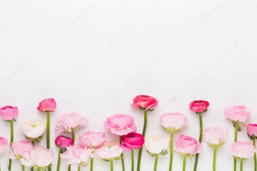 Beautiful colored ranunculus flowers on a white background.