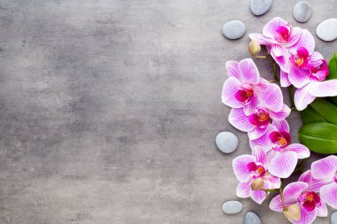 Güzellik gri bir arka plan üzerinde orkide. Spa sahne.