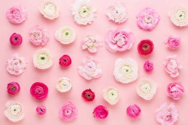 Güzel renkli tipik çiçekler pembe bir arka plan üzerinde. Spri