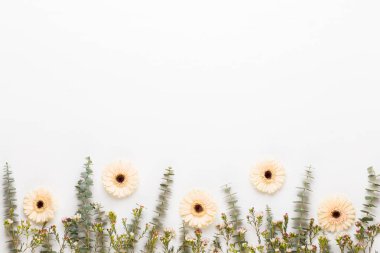 Bahar tebrik kartı, pastel renkli beyaz Gerbera çiçekleri. 