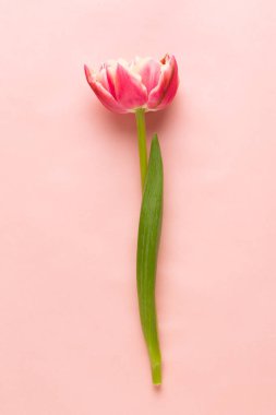 Pastel arka planda bahar çiçekleri laleleri. Retro vintage