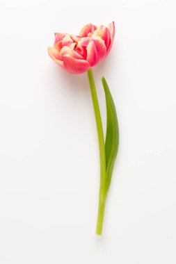 Bahar çiçekleri, pastel renkler zemin üzerine lale. Retro vintag