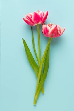 Pastel arka planda bahar çiçekleri laleleri. Retro vintage