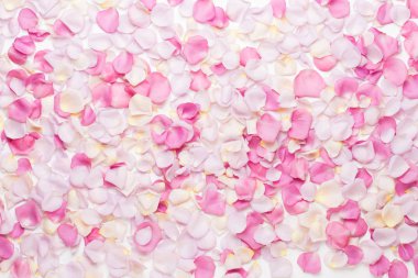 Beyaz arka planda pembe gül yaprakları. Düz yatış, üst görünüm