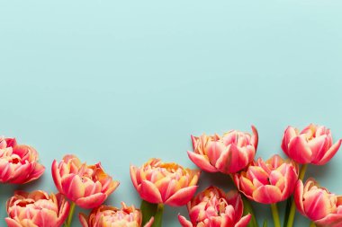 Bahar çiçekleri, pastel renkler zemin üzerine lale. Retro vintag