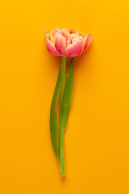 Pastel arka planda bahar çiçekleri laleleri. Retro vintage