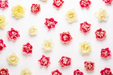 Pastel arka planda bahar çiçekleri laleleri. Retro vintage