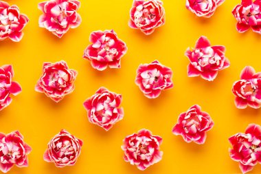 Pastel arka planda bahar çiçekleri laleleri. Retro vintage