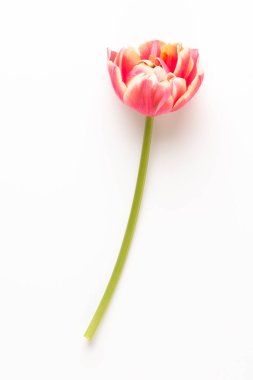 Bahar çiçekleri, pastel renkler zemin üzerine lale. Retro vintag