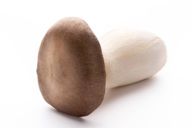 istiridye mantar beyaz zemin üzerine Kral.