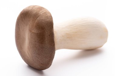 istiridye mantar beyaz zemin üzerine Kral.