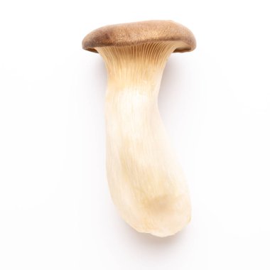 istiridye mantar beyaz zemin üzerine Kral.