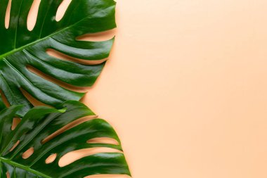 İzole tropikal orman yaprak, düz yüzeye dinlenme Monstera,