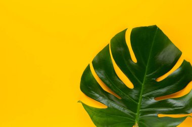 İzole tropikal orman yaprak, düz yüzeye dinlenme Monstera,