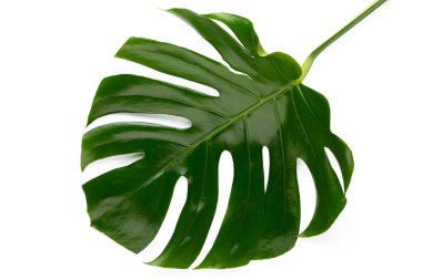 İzole tropikal orman yaprak, düz yüzeye dinlenme Monstera,