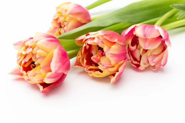 Rosafarbene Tulpen auf weißem Hintergrund. Retro-Vintage-Stil. — Stockfoto