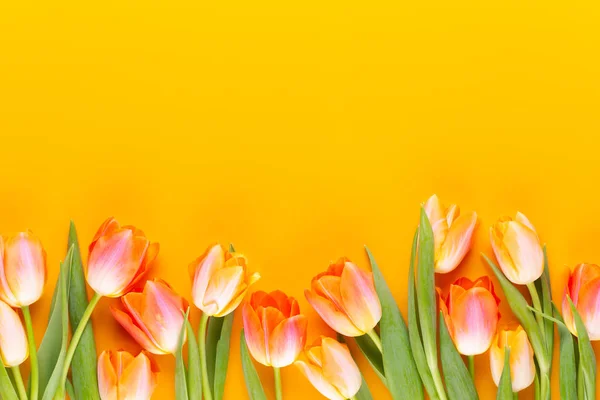 Gula pasteller färg tulpaner på gul bakgrund. — Stockfoto