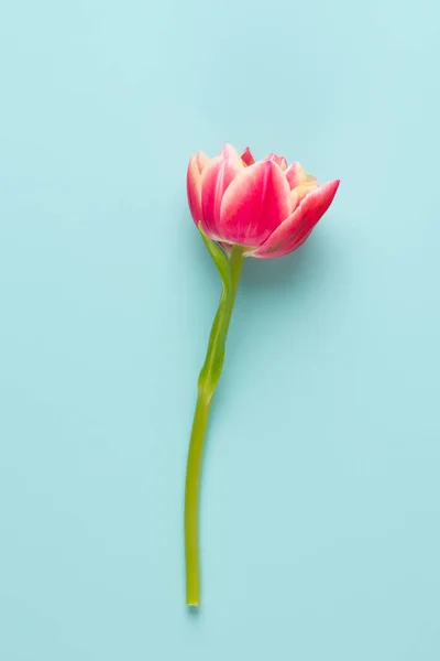 Flores de primavera tulipanes sobre fondo de colores pastel. Retro vintage — Foto de Stock