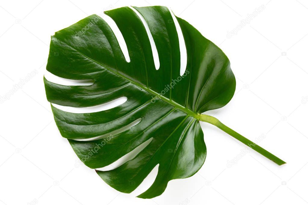 Tropical Jungle Leaf, Monstera, resting on flat surface, isolate