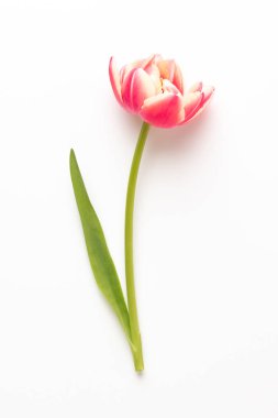 Bahar çiçekleri, pastel renkler zemin üzerine lale. Retro vintag