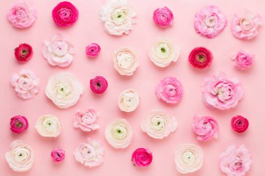 Güzel renkli tipik çiçekler pembe bir arka plan üzerinde. Spri