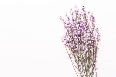 Çiçek kompozisyon. Pembe çiçekler pembe bir arka plan üzerinde. Paskalya, sp